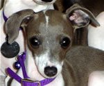 Mia, About Time Italian Greyhound Puppy!